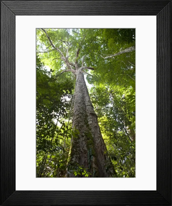 Framed Print : Brazil, Amazon, Amazonas state, Manaus, light shining through the leaves of a kapok Framed Print : Brazil, Amazon, Amazonas state, Manaus, light shining through the leaves of a kapok