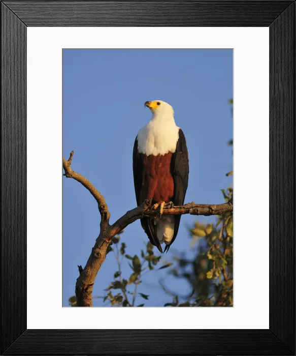 Framed Print : Fish Eagle, Haliaeetus vociferon, perched over the Chobe River, Chobe National park Framed Print : Fish Eagle, Haliaeetus vociferon, perched over the Chobe River, Chobe National park