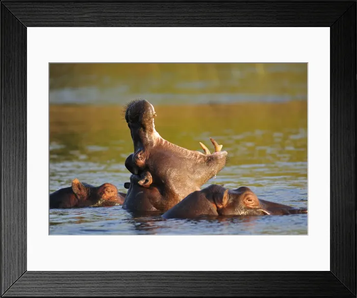 Framed Print : Hippo in Chobe River, Chobe National Park, Botswana, Africa Framed Print : Hippo in Chobe River, Chobe National Park, Botswana, Africa