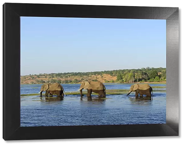 Elephants walking through Chobe River, Chobe National Park, near the town of Kasane