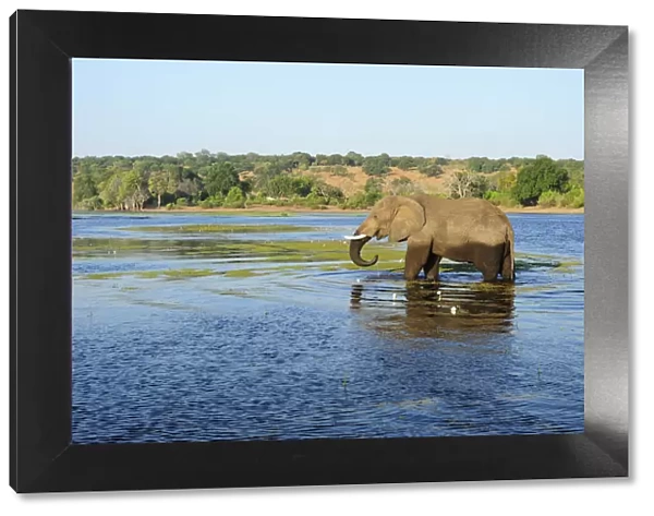 Elephant walking through Chobe River, Chobe National Park, near the town of Kasane