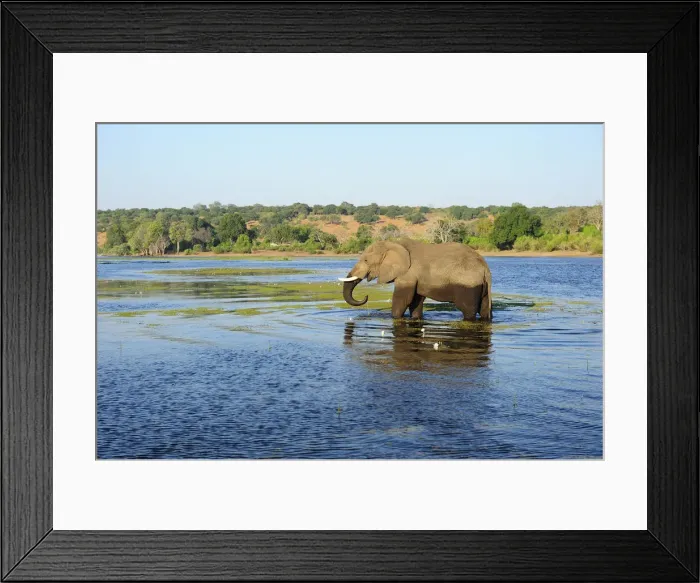 Framed Print : Elephant walking through Chobe River, Chobe National Park, near the town of Kasane Framed Print : Elephant walking through Chobe River, Chobe National Park, near the town of Kasane