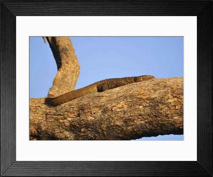 Framed Print : Water Monitor Lizard suning on tree branch, Chobe National Park, Botswana, Africa Framed Print : Water Monitor Lizard suning on tree branch, Chobe National Park, Botswana, Africa