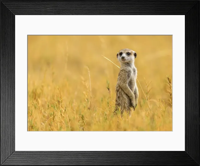 Framed Print : Africa, Botswana, Kalahari. A meerkat Framed Print : Africa, Botswana, Kalahari. A meerkat