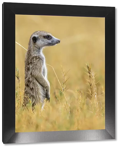 Africa, Botswana, Kalahari. A meerkat