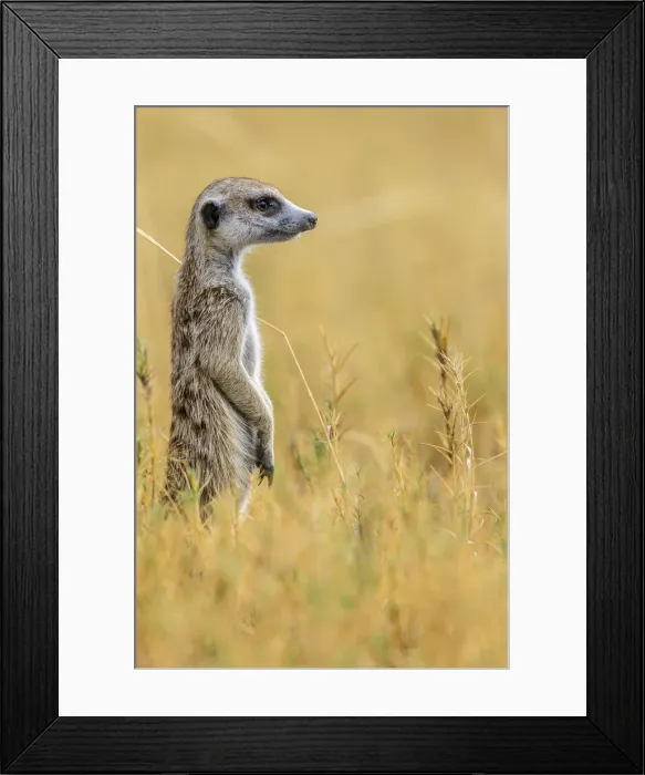 Framed Print : Africa, Botswana, Kalahari. A meerkat