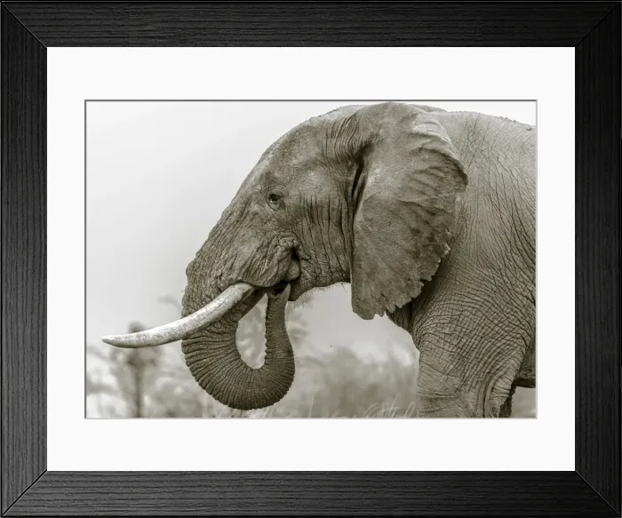 Framed Print : Africa, Botswana, Kalahari. an elephant eating salt earth Framed Print : Africa, Botswana, Kalahari. an elephant eating salt earth