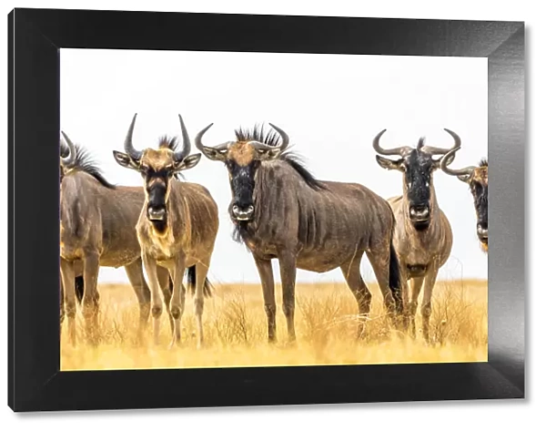 Africa, Botswana, Kalahari. a herd of wildebeest