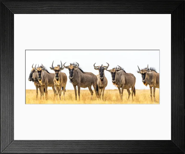 Framed Print : Africa, Botswana, Kalahari. a herd of wildebeest Framed Print : Africa, Botswana, Kalahari. a herd of wildebeest