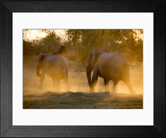 Framed Print : Herd of elephants at the Okavango Delta, Botswana Framed Print : Herd of elephants at the Okavango Delta, Botswana