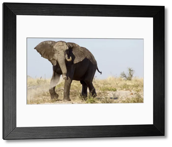 Framed Print : Wild elephant playing with sand and mud, Botswana, Africa Framed Print : Wild elephant playing with sand and mud, Botswana, Africa