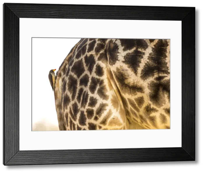 Framed Print : Bird on a Giraffe back, Okavango Delta, Botswana Framed Print : Bird on a Giraffe back, Okavango Delta, Botswana