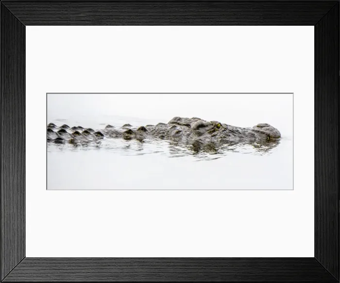 Framed Print : Africa, Botswana, Okavango Delta. Crocodile on the hunt Framed Print : Africa, Botswana, Okavango Delta. Crocodile on the hunt