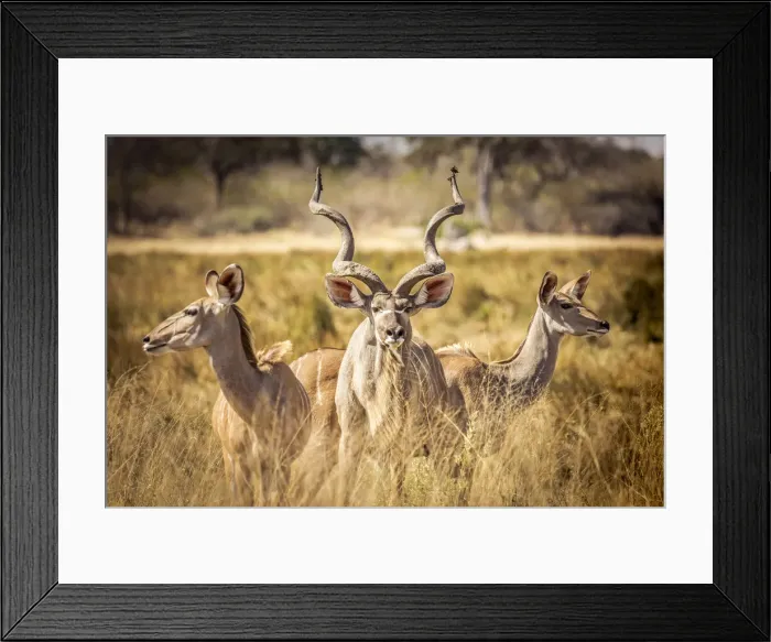 Framed Print : Kudu Family, Okavango Delta, Botswana Framed Print : Kudu Family, Okavango Delta, Botswana