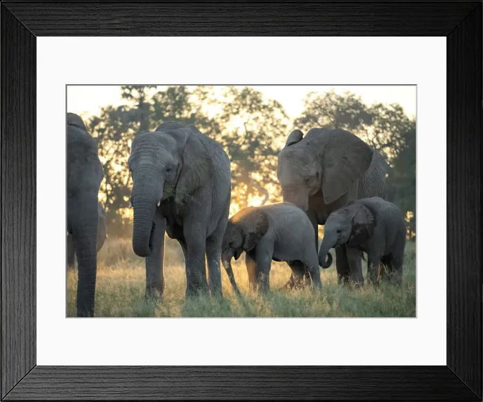 Framed Print : Africa, Southern Africa, African, Botswana, Okavango Delta, Abu Camp, Abu herd Framed Print : Africa, Southern Africa, African, Botswana, Okavango Delta, Abu Camp, Abu herd