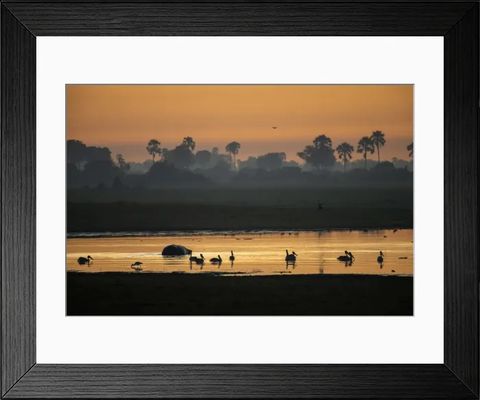 Framed Print : Africa, Southern Africa, African, Botswana, Okavango Delta, Abu Camp, sunrise Framed Print : Africa, Southern Africa, African, Botswana, Okavango Delta, Abu Camp, sunrise