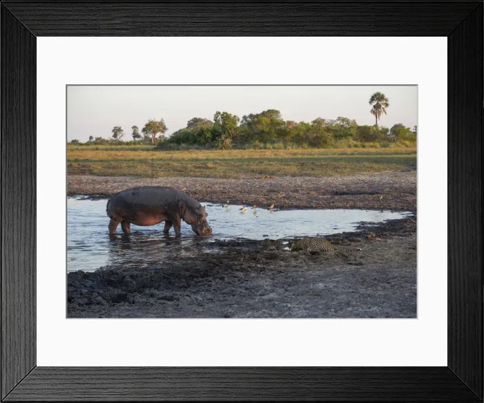 Framed Print : Africa, Southern Africa, African, Botswana, Abu, Hippopotamus and Leopard