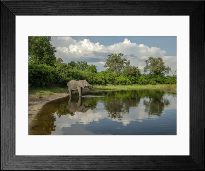 Framed Print : Africa, Southern Africa, Botswana, Okavango Delta, Savuti, African Elephant at Savuti Framed Print : Africa, Southern Africa, Botswana, Okavango Delta, Savuti, African Elephant at Savuti