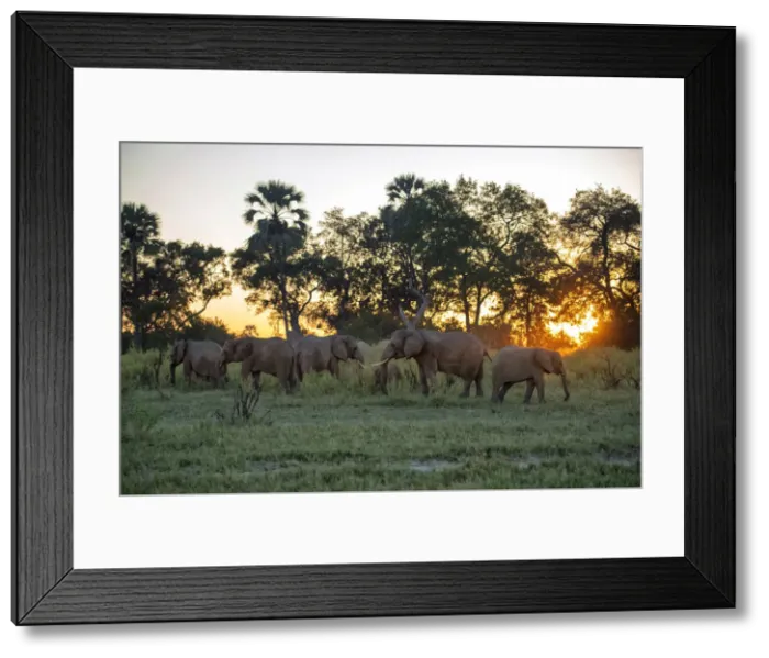 Framed Print : Africa, Southern Africa, African, African, Botswana, Abu