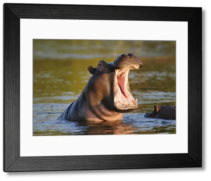 Framed Print : Hippo in Chobe River, Chobe National Park, Botswana, Africa Framed Print : Hippo in Chobe River, Chobe National Park, Botswana, Africa