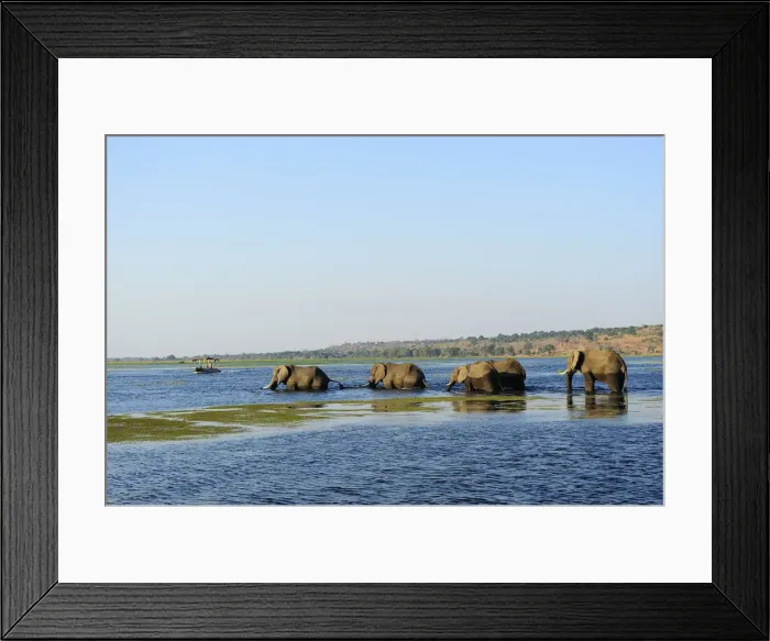 Framed Print : Elephants walking through Chobe River, Chobe National Park, near the town of Kasane