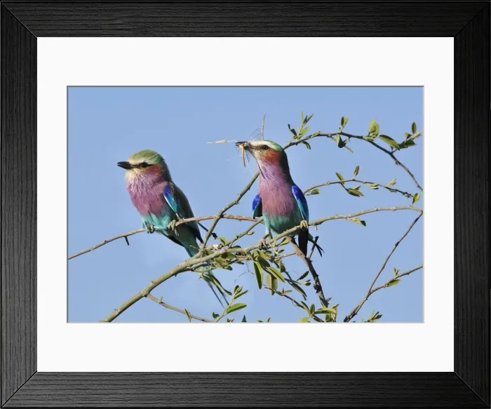 Framed Print : Lilac-breasted Roller, Coracias caudatu, Chobe National Park, near the town of Kasane Framed Print : Lilac-breasted Roller, Coracias caudatu, Chobe National Park, near the town of Kasane
