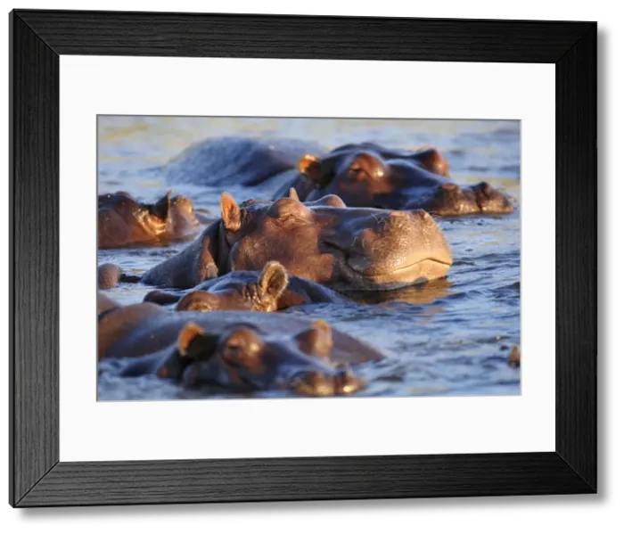 Framed Print : Hippo in Chobe River, Chobe National Park, Botswana, Africa Framed Print : Hippo in Chobe River, Chobe National Park, Botswana, Africa