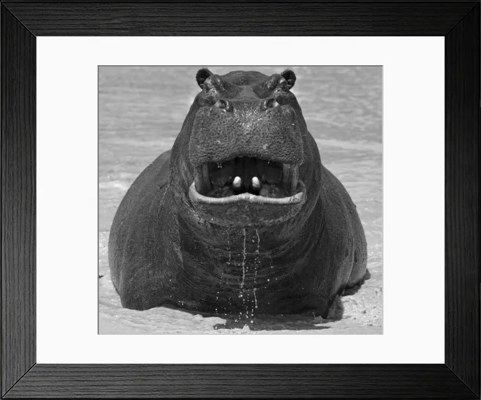 Framed Print : Africa, Southern Africa, African, Botswana, Okavango, Abu, Hippopotamus Framed Print : Africa, Southern Africa, African, Botswana, Okavango, Abu, Hippopotamus