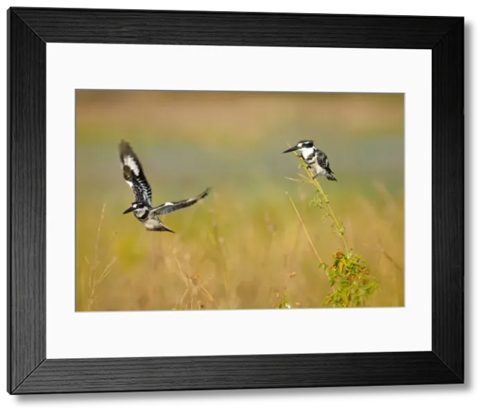 Framed Print : Pied Kingfisher, Ceryle rudisr, Chobe National Park, near the town of Kasane, Botswana Framed Print : Pied Kingfisher, Ceryle rudisr, Chobe National Park, near the town of Kasane, Botswana