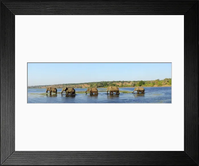 Framed Print : Elephants walking through Chobe River, Chobe National Park, near the town of Kasane Framed Print : Elephants walking through Chobe River, Chobe National Park, near the town of Kasane