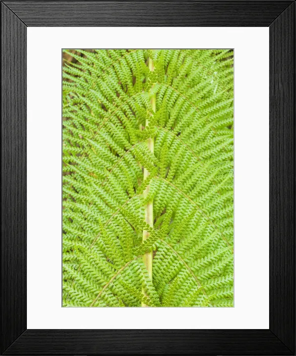 Framed Print : Fern Patterns, Tasmania Framed Print : Fern Patterns, Tasmania