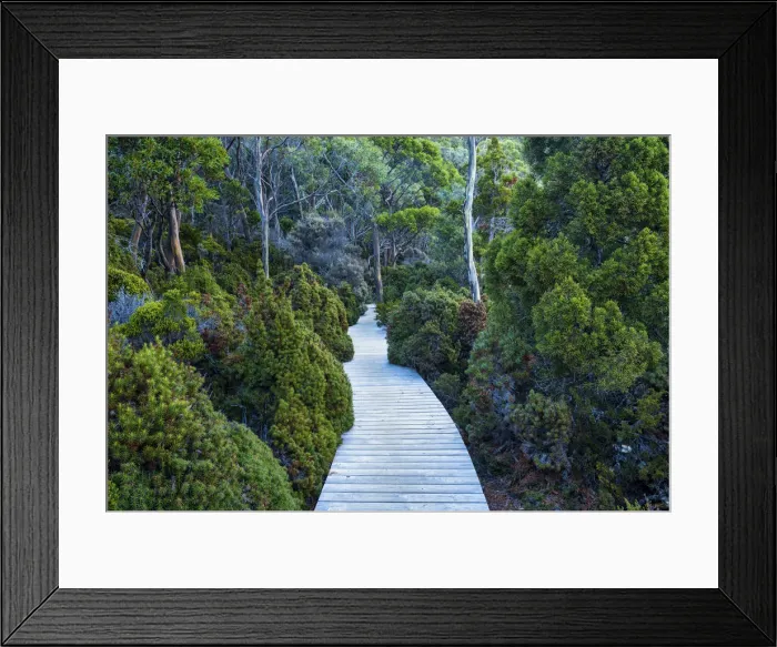 Framed Print : Boardwalk Through Forest, Mt. Field National Park, Tasmania Framed Print : Boardwalk Through Forest, Mt. Field National Park, Tasmania