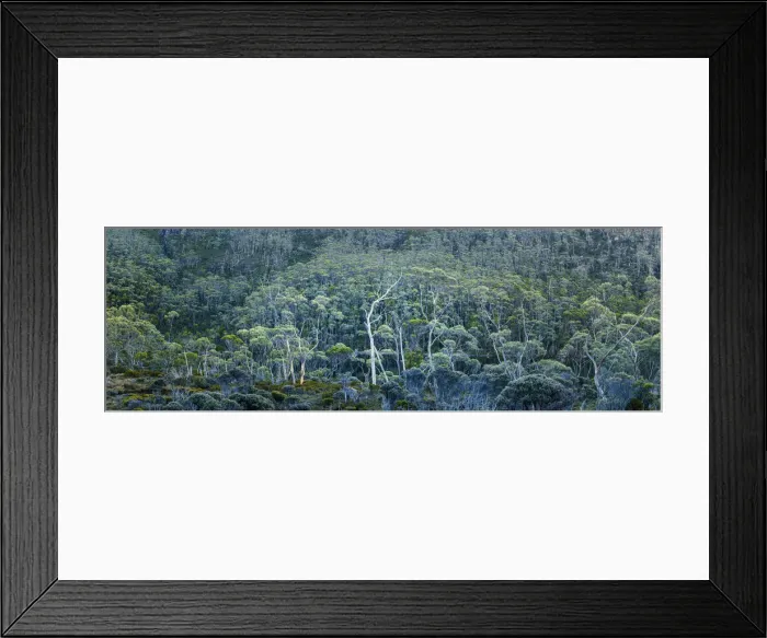 Framed Print : Eucalyptus Trees, Mt. Field National Park, Tasmania Framed Print : Eucalyptus Trees, Mt. Field National Park, Tasmania
