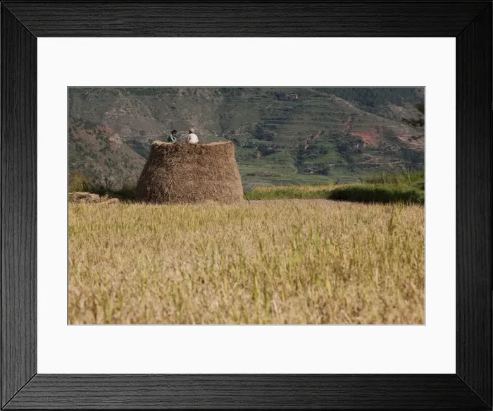 Framed Print : Bhutan. Rice farmers at harvest time in the fields near Wandue Bhutan Framed Print : Bhutan. Rice farmers at harvest time in the fields near Wandue Bhutan