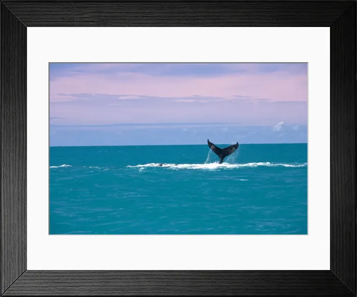 Framed Print : South America, Brazil, Bahia, Abrolhos, A female Humpback whale (Megaptera novaeangliae) Framed Print : South America, Brazil, Bahia, Abrolhos, A female Humpback whale (Megaptera novaeangliae)