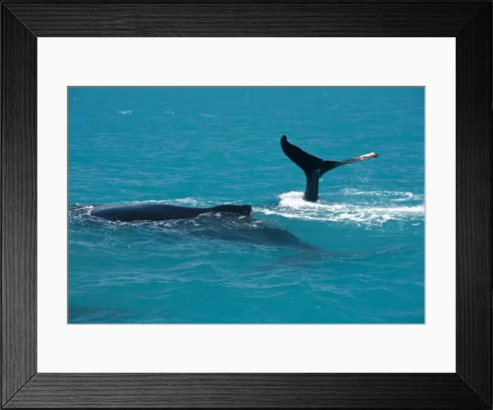 Framed Print : South America, Brazil, Bahia, Abrolhos, A female Humpback whale (Megaptera novaeangliae) Framed Print : South America, Brazil, Bahia, Abrolhos, A female Humpback whale (Megaptera novaeangliae)