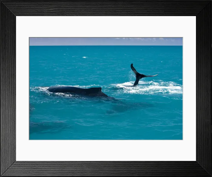 Framed Print : South America, Brazil, Bahia, Abrolhos, A female Humpback whale (Megaptera novaeangliae) Framed Print : South America, Brazil, Bahia, Abrolhos, A female Humpback whale (Megaptera novaeangliae)