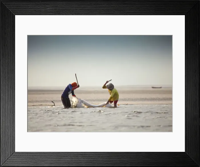 Framed Print : South America, Brazil, Maranhao, fishermen beat a net on the Rio Preguica river estuary Framed Print : South America, Brazil, Maranhao, fishermen beat a net on the Rio Preguica river estuary