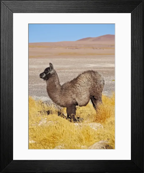 Framed Print : Bolivia, Potosi Departmant, Sur Lipez Province, Eduardo Avaroa Andean Fauna National Framed Print : Bolivia, Potosi Departmant, Sur Lipez Province, Eduardo Avaroa Andean Fauna National