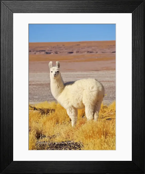 Framed Print : Bolivia, Potosi Departmant, Sur Lipez Province, Eduardo Avaroa Andean Fauna National