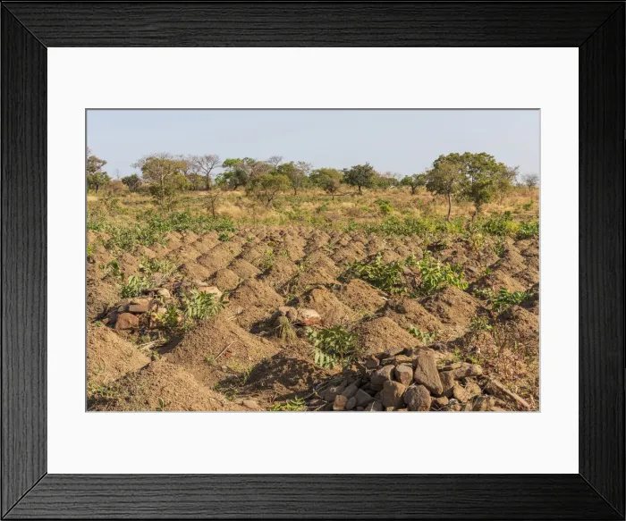 Framed Print : Africa, Benin, Taneka mountain. Cultivated field with cassava Framed Print : Africa, Benin, Taneka mountain. Cultivated field with cassava