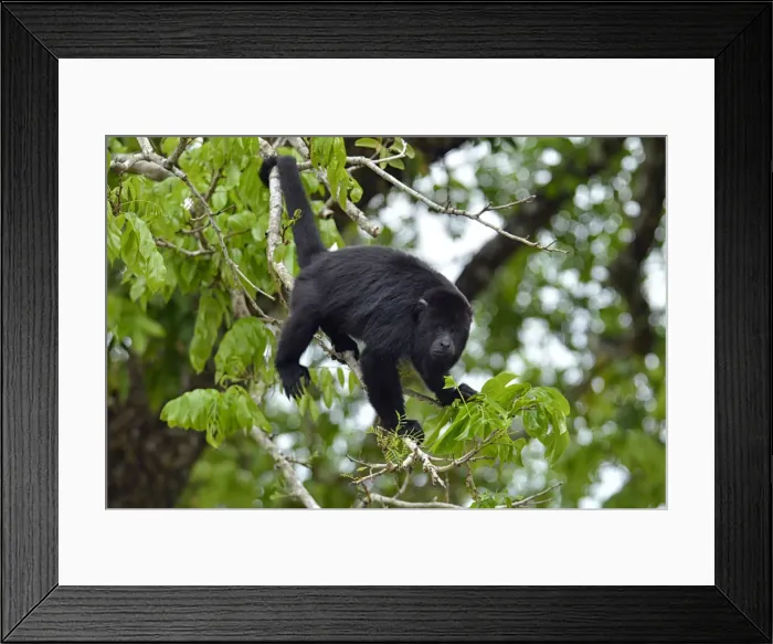 Framed Print : Howler Monkey in village of Burrel Boom, near Belize City, Belize, Central America Framed Print : Howler Monkey in village of Burrel Boom, near Belize City, Belize, Central America