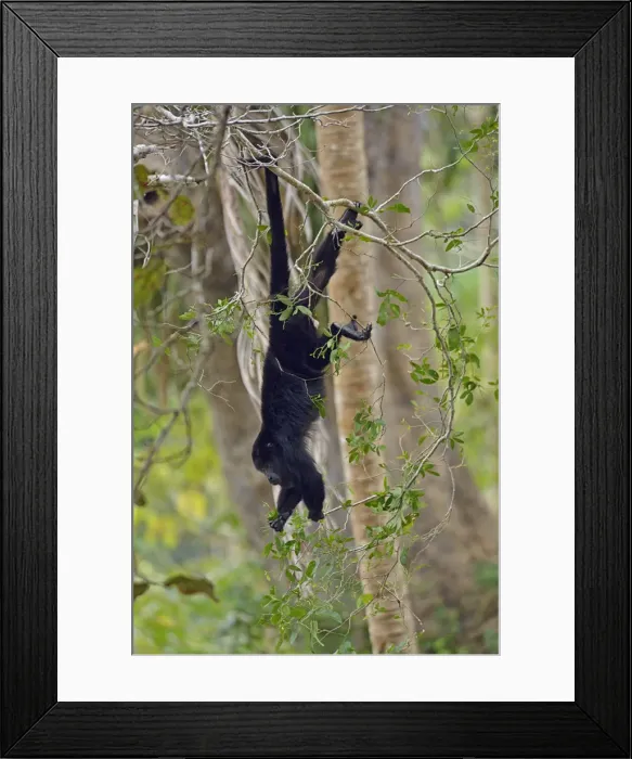 Framed Print : Howler Monkey, near Belize City, Central America Framed Print : Howler Monkey, near Belize City, Central America