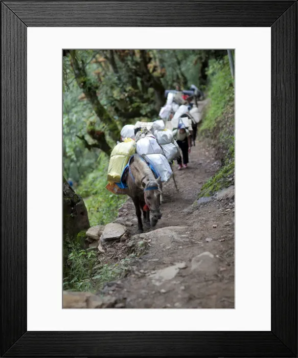 Framed Print : Pack horses climbing the path to the Tango monastery in Thimpu, Bhutan