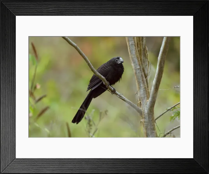 Framed Print : Groove Billed Ani bird, Burrel Boom Village, Belize City, Central America