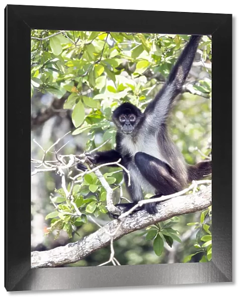 Belize, Orange Walk district, a full body shot of a Yucatan spider monkey (Ateles