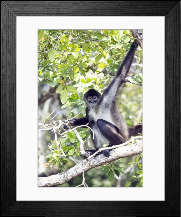 Framed Print : Belize, Orange Walk district, a full body shot of a Yucatan spider monkey (Ateles Framed Print : Belize, Orange Walk district, a full body shot of a Yucatan spider monkey (Ateles