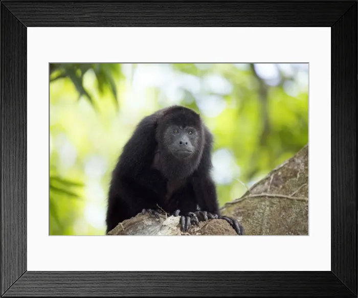 Framed Print : Belize, Belize District, a Yucatan or Guatemalan Black howler monkey (Alouatta pigra)