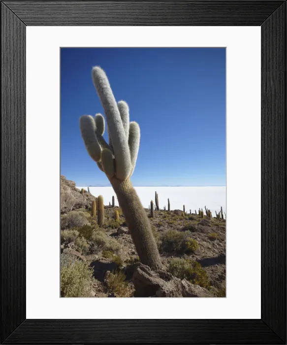 Framed Print : Isla del Pescado (Fish Island) on Salar de Uyuni (Salt Flats of Uyuni), Potosi Department Framed Print : Isla del Pescado (Fish Island) on Salar de Uyuni (Salt Flats of Uyuni), Potosi Department