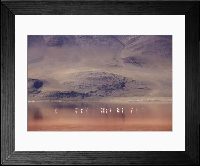Framed Print : Flamingoes at Laguna Colorada on the Altiplano, Potosi Department, Bolivia Framed Print : Flamingoes at Laguna Colorada on the Altiplano, Potosi Department, Bolivia